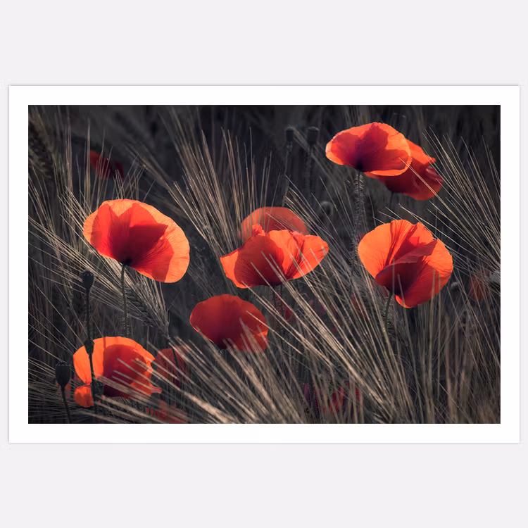 Art Print med Vallmo, foto Insplendor Art Studio i Sverige