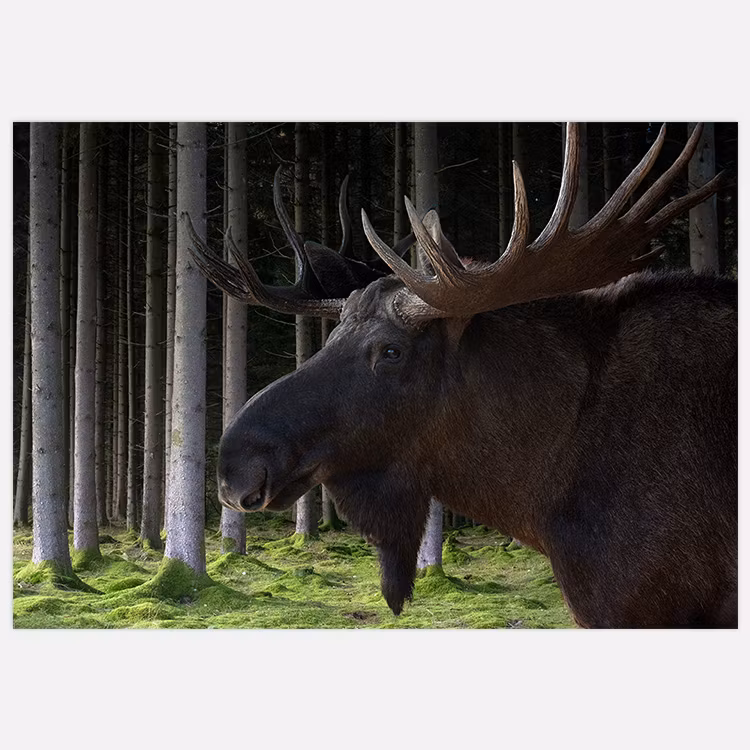 Tavla med Älg i skogen av Insplendor studio.
