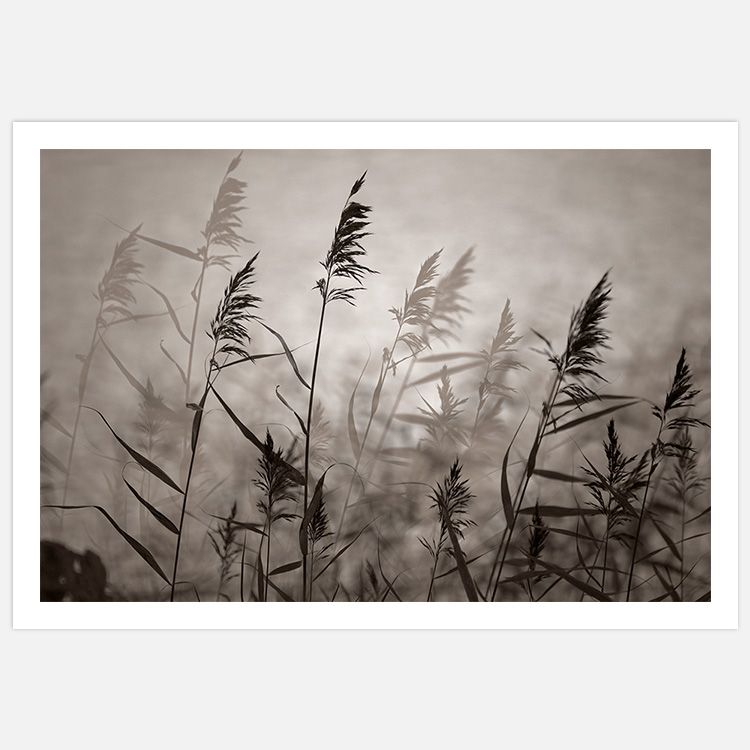 Reeds in warm eveninglight poster
