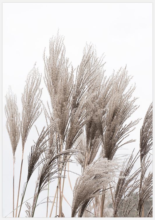 Reeds variant 3 Art Print