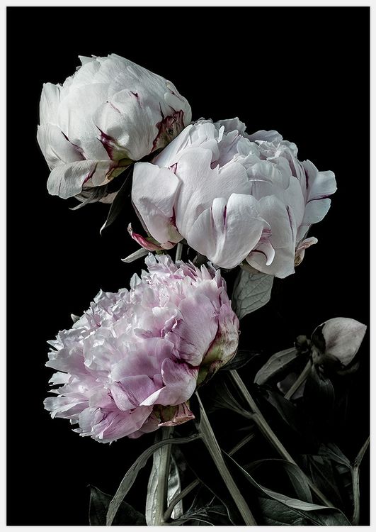 Peonies Art Print