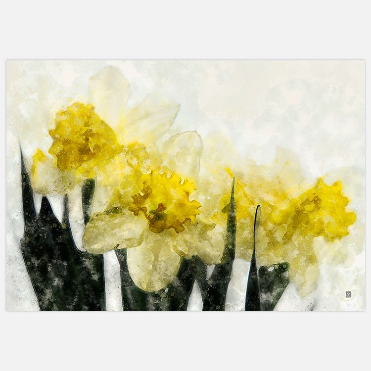 Daffodils Art Print