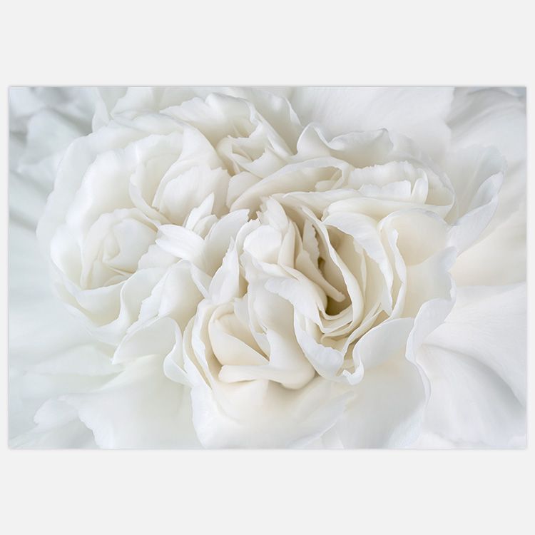Peony close up Art Print
