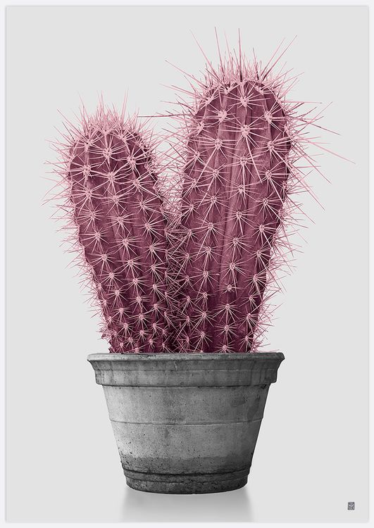 Pink Cactus Art Print