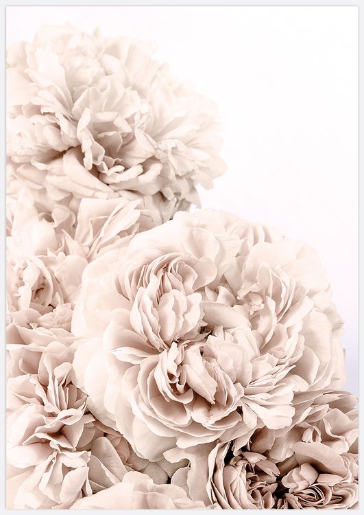 Soft Beige Roses variant 2 Art Print