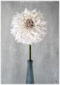 Dahlia in vase art print