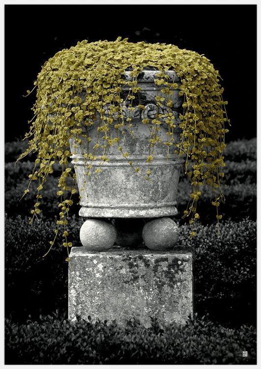 Pot and golden plant Art Print
