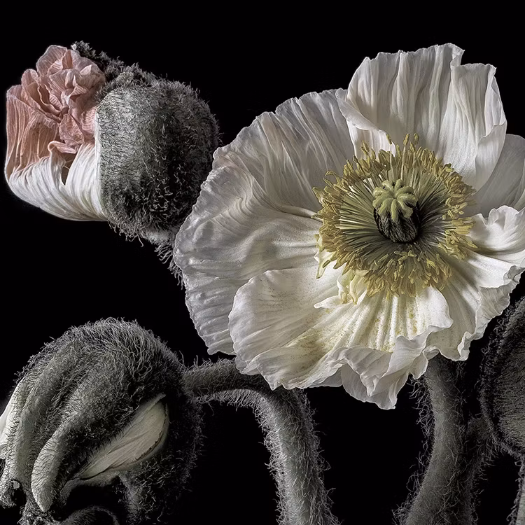 Poppy Bouquet Art Print