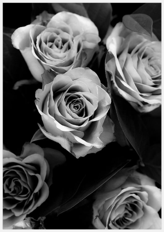 Classic Roses variant 2 B&W Art Print