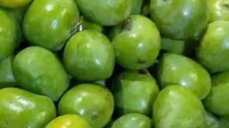 Philippine Indian Mango