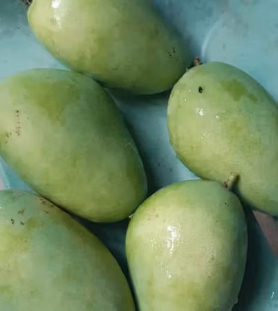 Philippine Carabao Mango