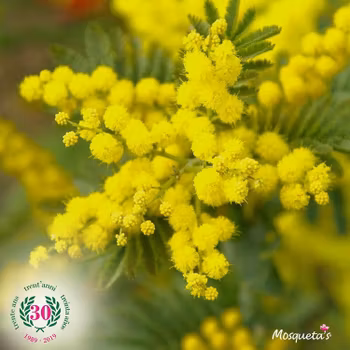 Mosqueta´s Hedblomsterolja