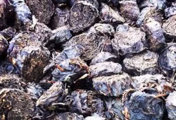 Elit Rallarrosté Snigeln (Exklusivt té liksom Pu'er)