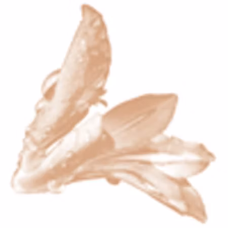 Kompakt crèmepuder med naturlig UV-filter