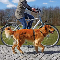 Trixie, cykel- & joggingkoppel, svart