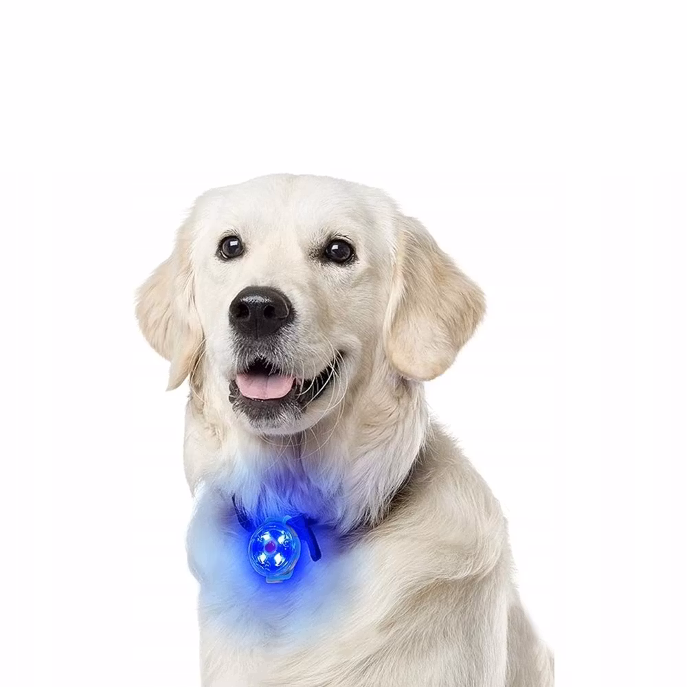 Hundlampa LED - Flera färger