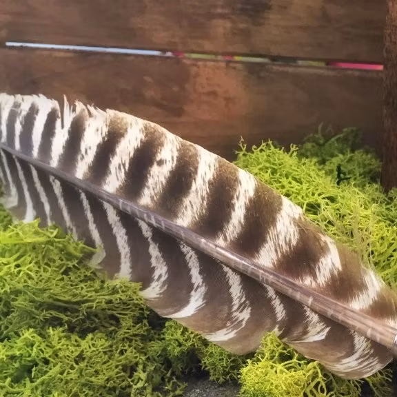 Smudgefjäder 20-25 cm