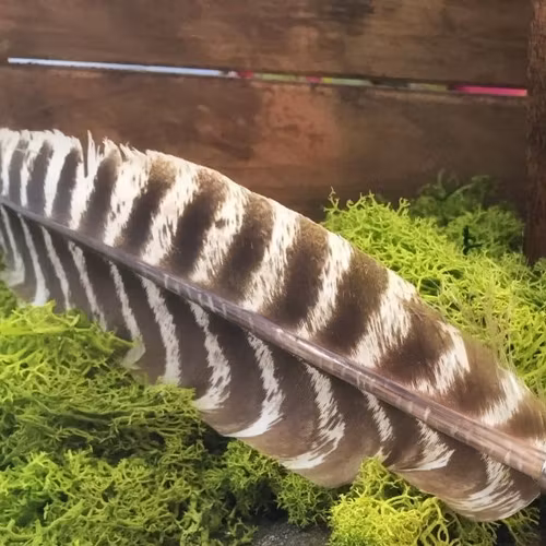 Smudgefjäder 20-25 cm