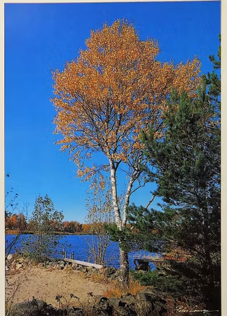 **Vykort** Natur