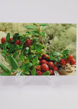 **Vykort större** Fotografi