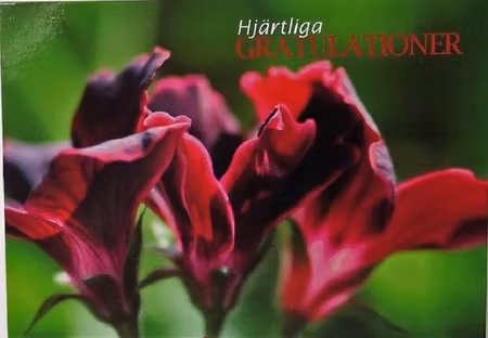 **Vykort** Grattis kort