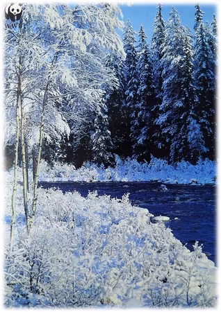 **Dubbel kort** WWF Världsnaturfonden
