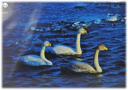 **Dubbel kort** WWF Världsnaturfonden