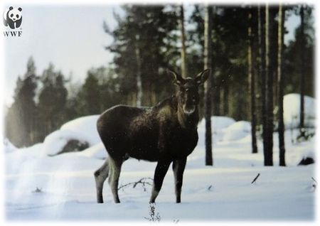 **Dubbel kort** WWF Världsnaturfonden