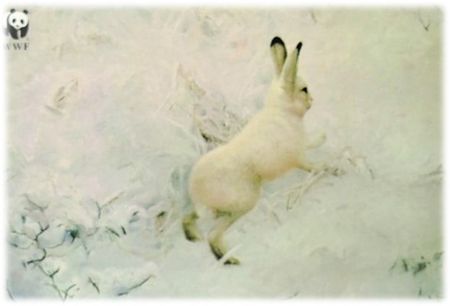 **Dubbel kort** WWF Världsnaturfonden