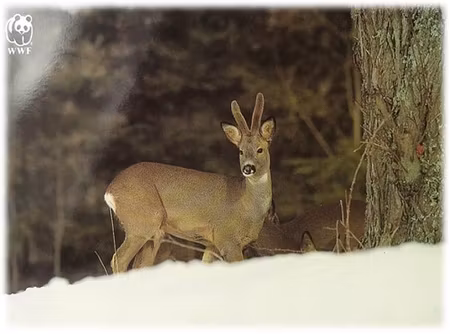 **Dubbel kort** WWF Världsnaturfonden