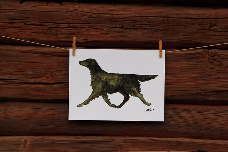 FLATCOATED RETRIEVER – print 40x30