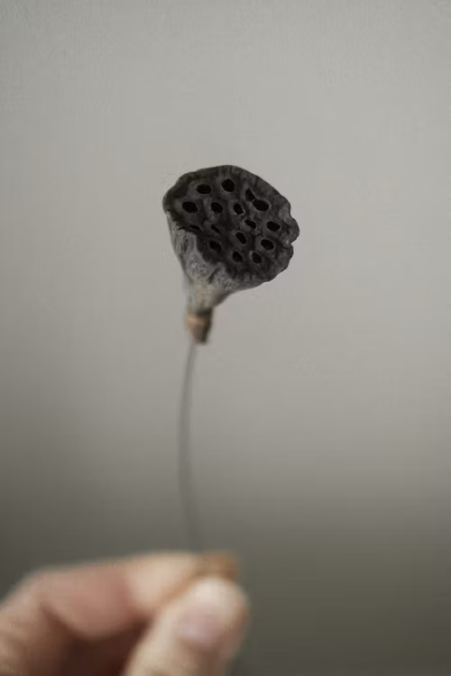 Torkad lotuskapsel