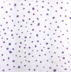 DOTTY LILA