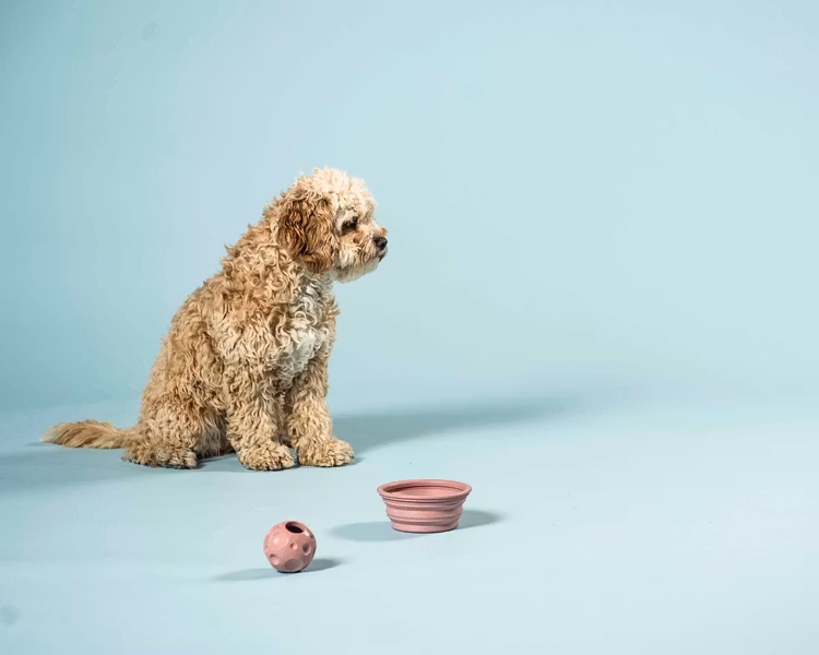 miljöbild med en hund som har en moonball och en to go skål framför sig från Hevea.