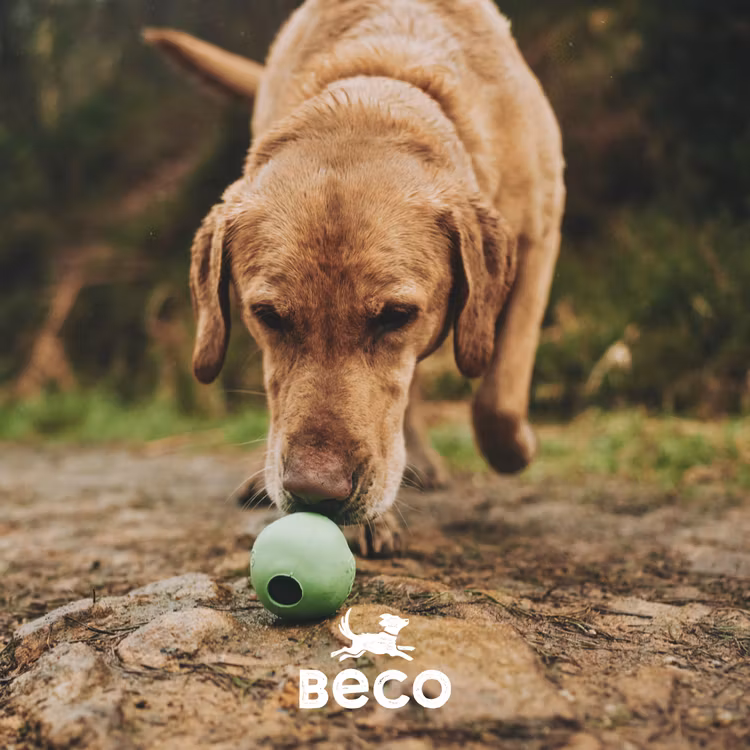 miljöbild med en hund som spårat upp aktiverings leksaken från beco.