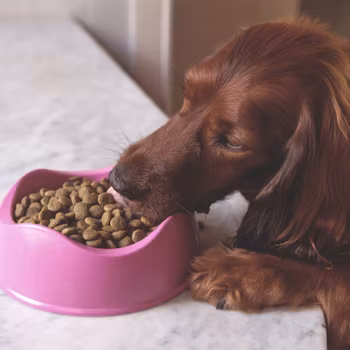 Beco hundmatskål i växtfibrer - rosa