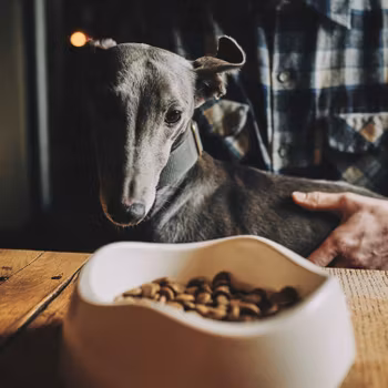 Beco hundmatskål i växtfibrer - beige