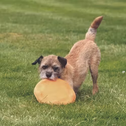 Beco Hundfrisbee i naturgummi - orange
