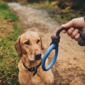 Hundleksak ring med rep blå från Beco