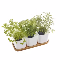 Set med självbevattningskrukor