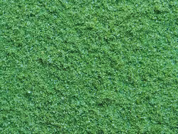 NO07330 - Vegetation (mark) - Noch