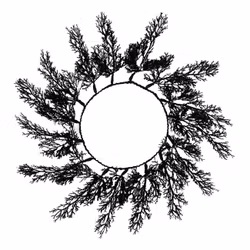 Svart Kvistkrans Underlägg