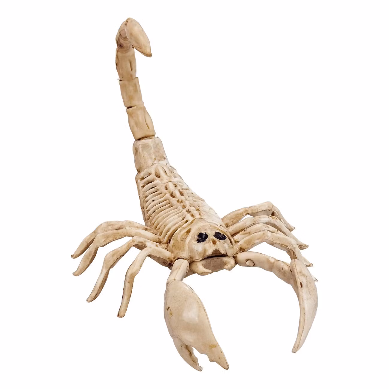 Skorpion Skelett Prop