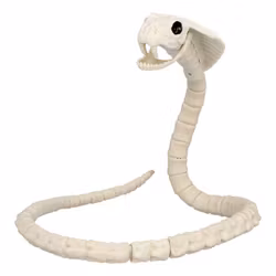 Djurskelett Orm Prop
