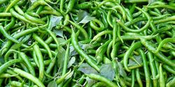 Green chilies / Mirchi 3kg box