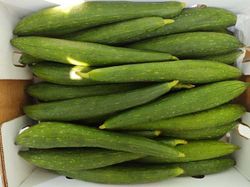 Galka / Neti Birakay/ Sponge Gourd 5 KG Box