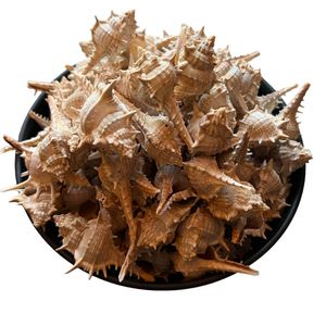 Snäcka Torn Natur 10st/1kg