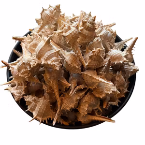 Snäcka Torn Natur 10st/1kg