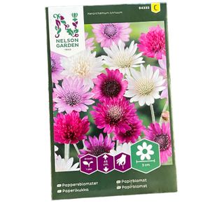 Pappersblommor Bl Färger Nelson Garden