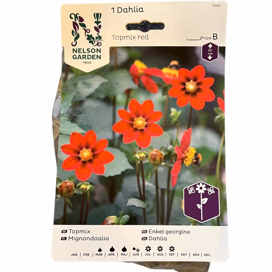 Dahlia Låg Enkel Toppmix